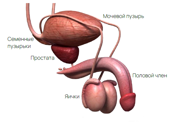 Химический состав спермы